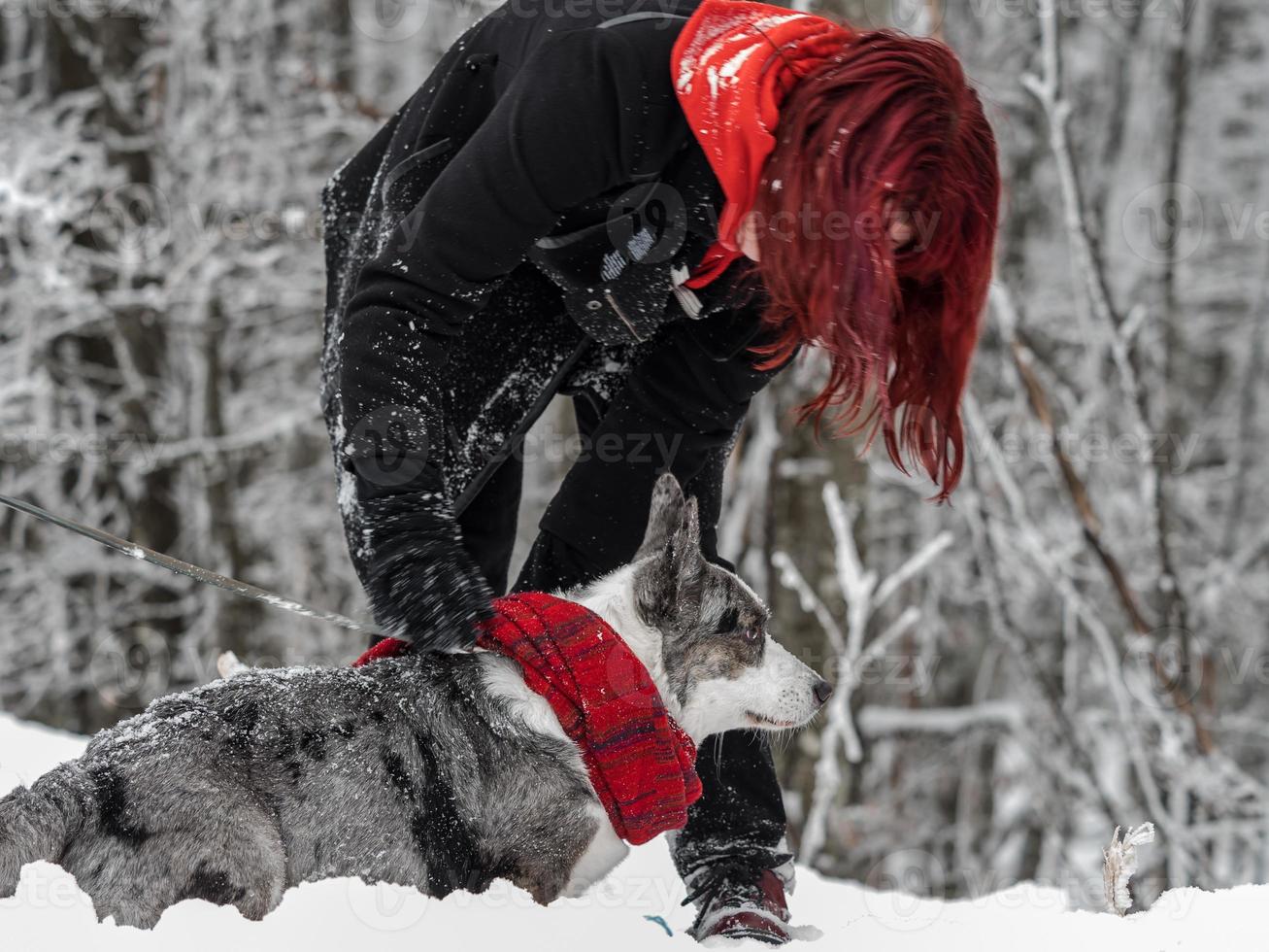 rolig corgi på vintersnön i en halsduk. ung flicka foto