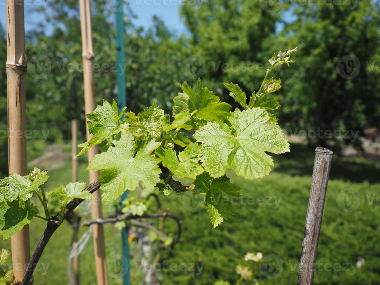 vitis vinstockar blad foto