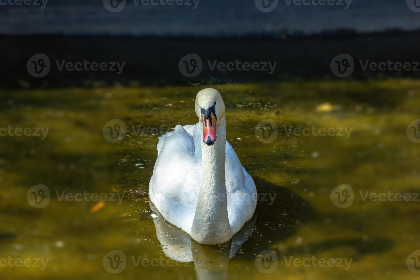 en svan i dammen foto