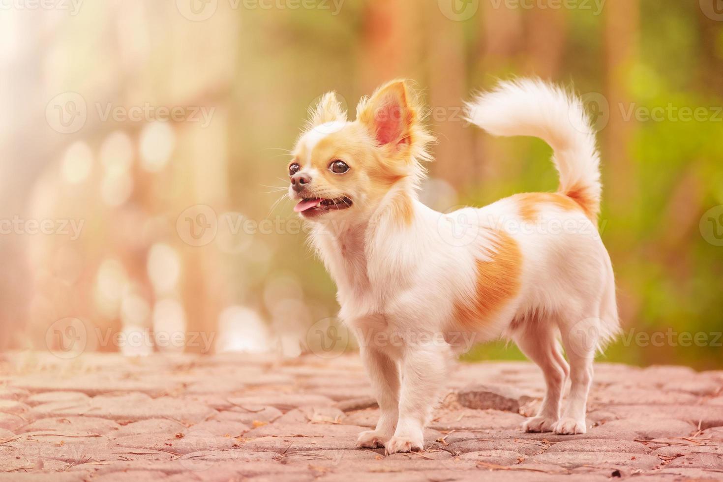 chihuahua hund på bakgrunden av en suddig skog. djur, husdjur. vit hund. foto