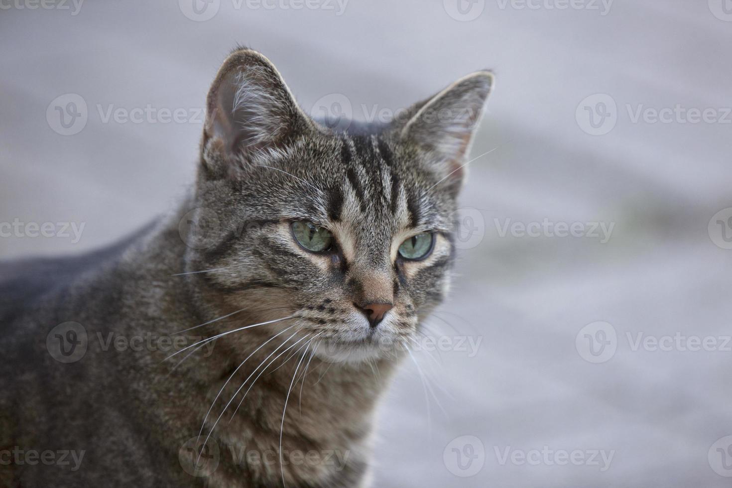 närbild tabby katt foto