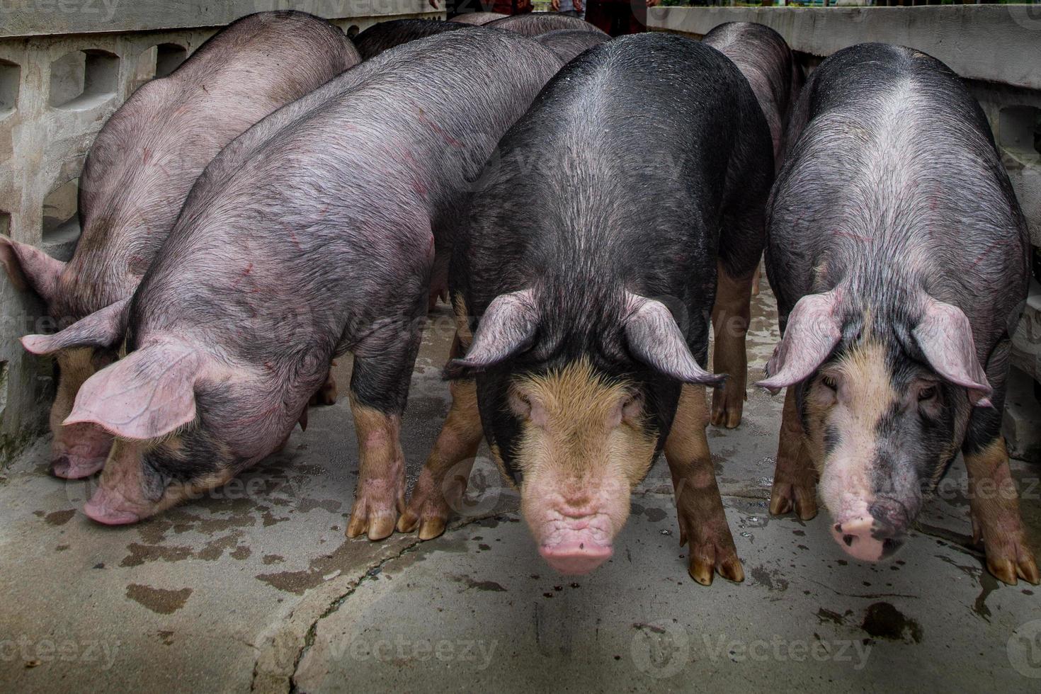 svart gris eller kurobuta arter i svinfarm foto