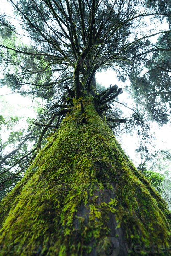 gamla träd och mossa i regnskogen foto