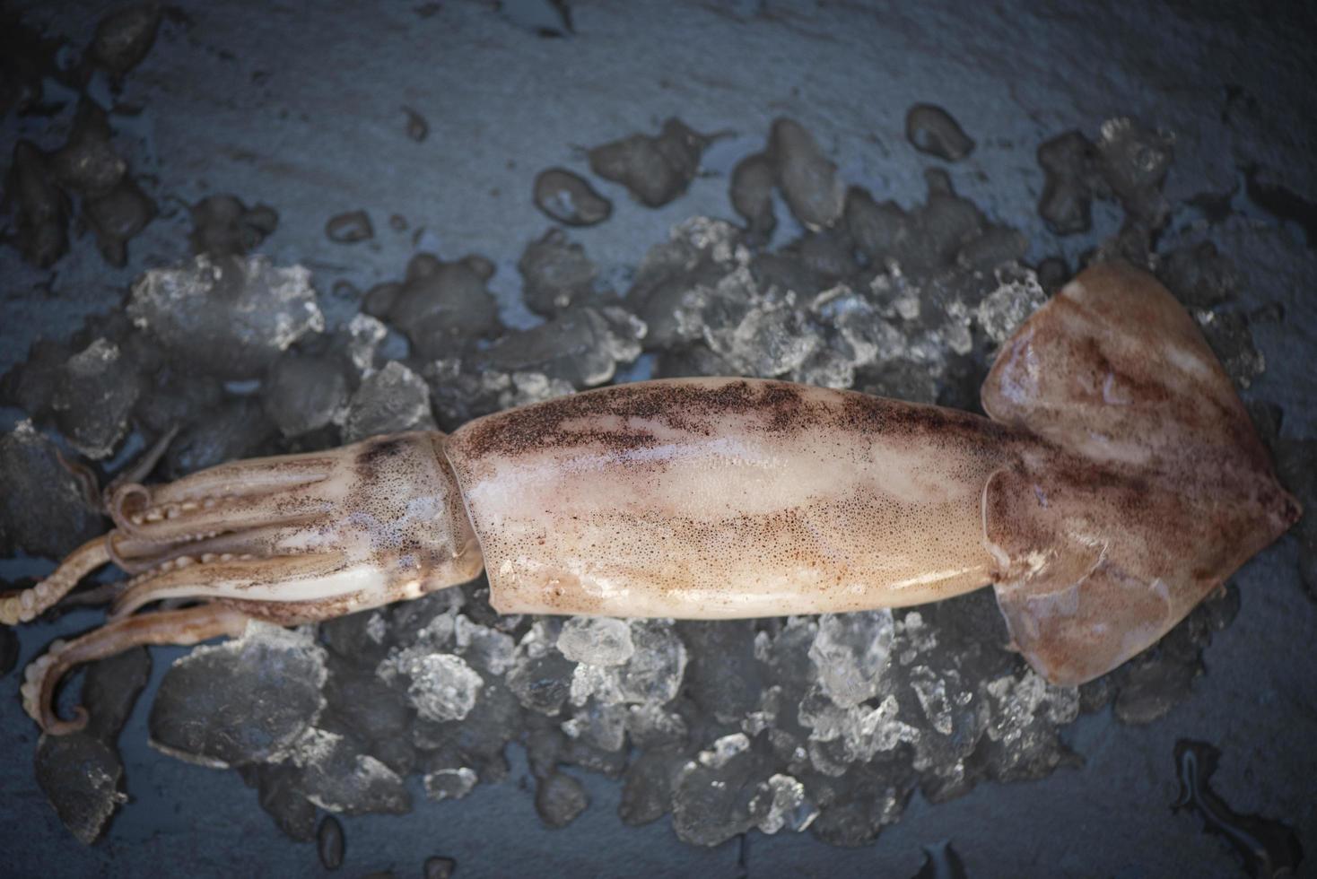 rå bläckfisk på is på den mörka tallrikbakgrunden, färsk bläckfisk bläckfisk eller bläckfisk för lagad mat på restaurang eller skaldjursmarknad foto