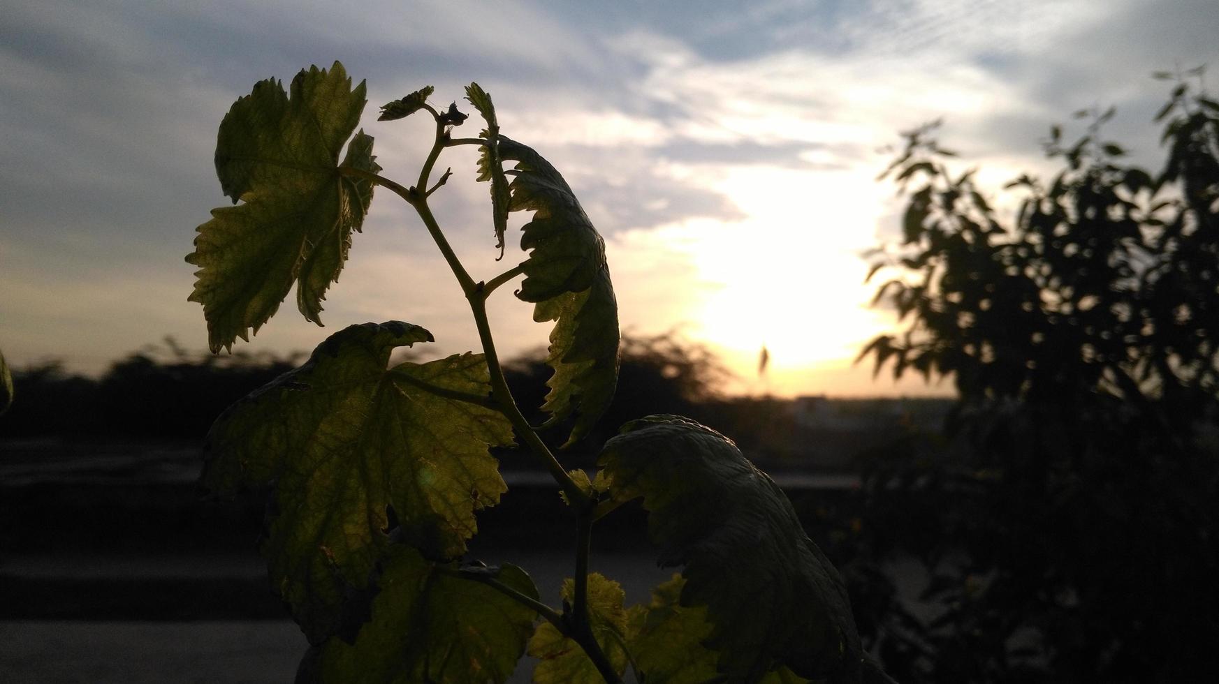 himmel utsikt och träd foto