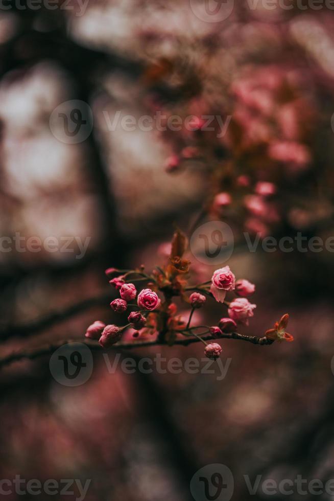 sakura japan blommar våren foto