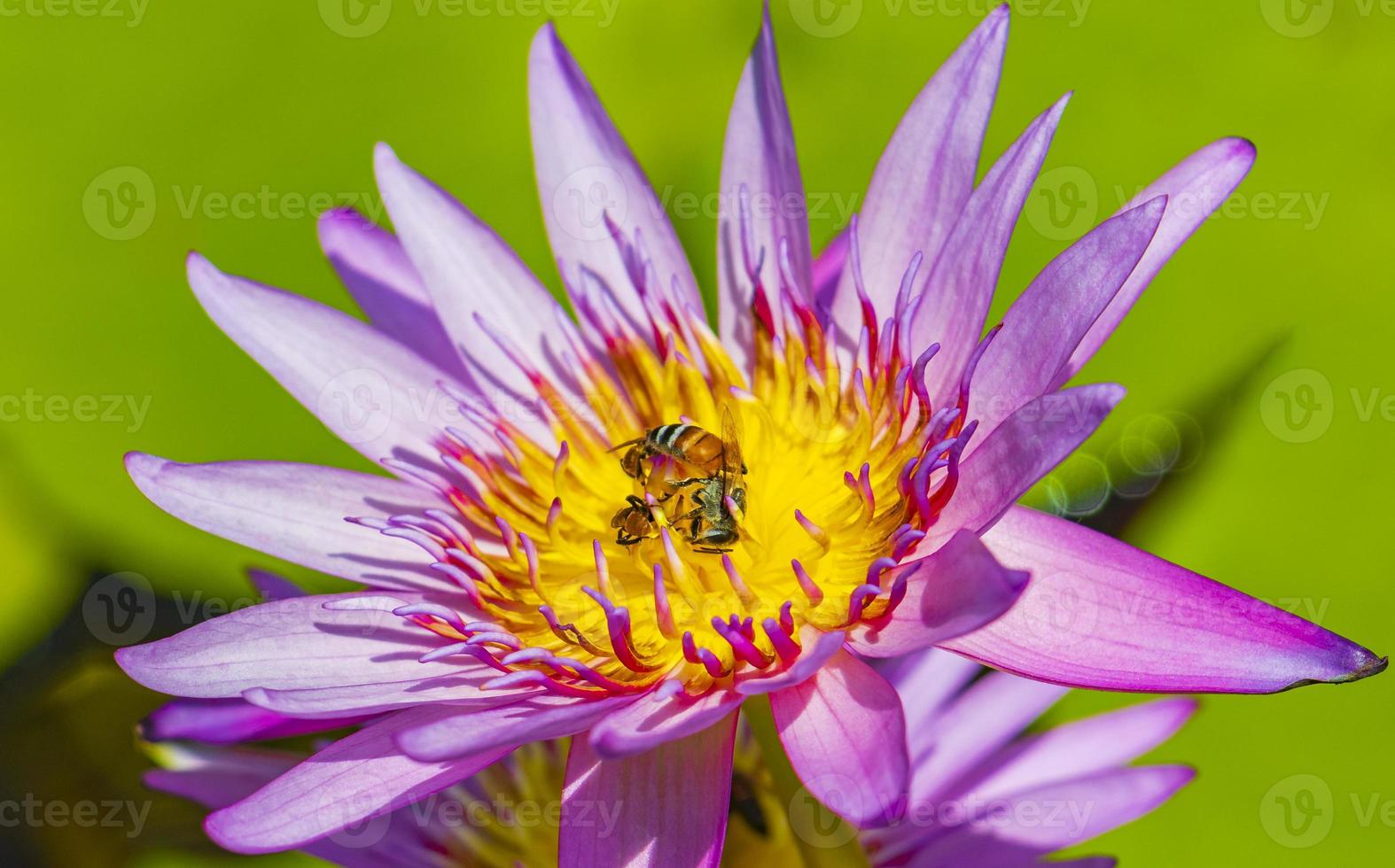 bin får nektar från vackra lila gula näckros thailand. foto