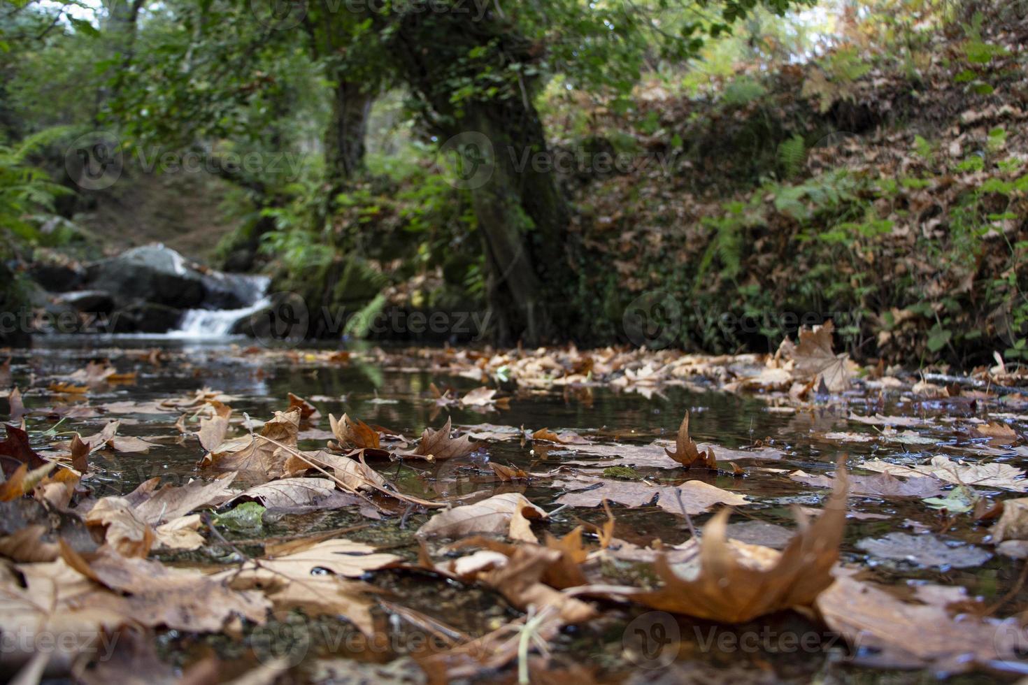 fallna löv i det steniga vattenfallet. den steniga bäcken matar in längs floden. vattenfall i skogen. vackert skogs- och flodlandskap. foto