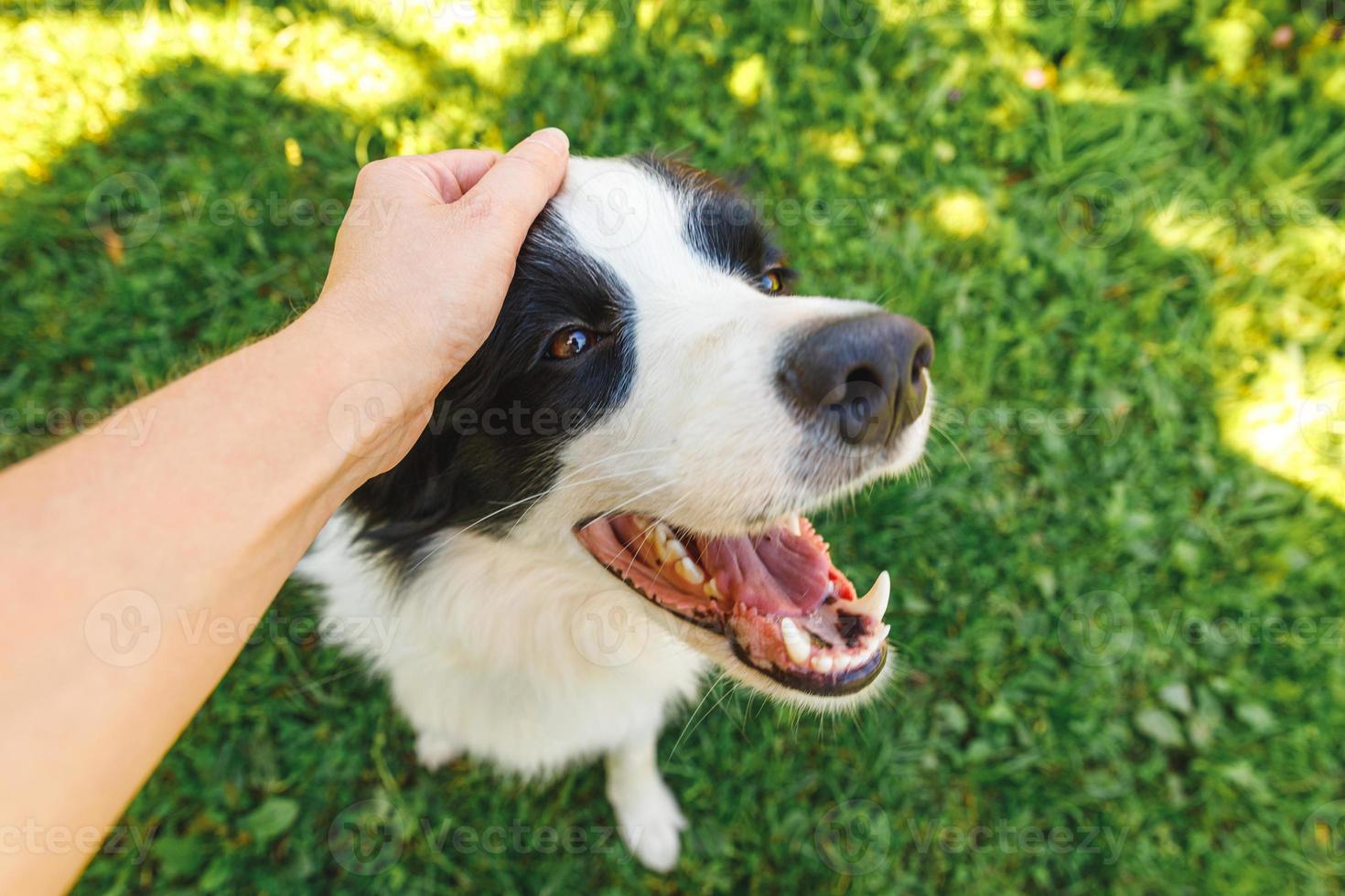 kvinna hand smeker hundvalp border collie i sommarträdgård eller stadspark utomhus. närbild hund porträtt. ägare som leker med hundkompis. kärlek till husdjur vänskap support team koncept. foto