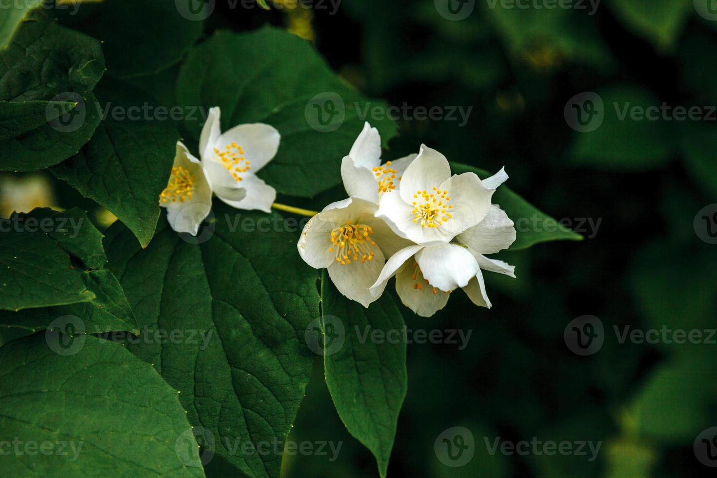 vackra vita jasminblommor på våren. bakgrund med blommande jasminbuske. inspirerande naturlig blommig vårblommande trädgård eller park. blomkonstdesign. aromaterapi koncept. foto