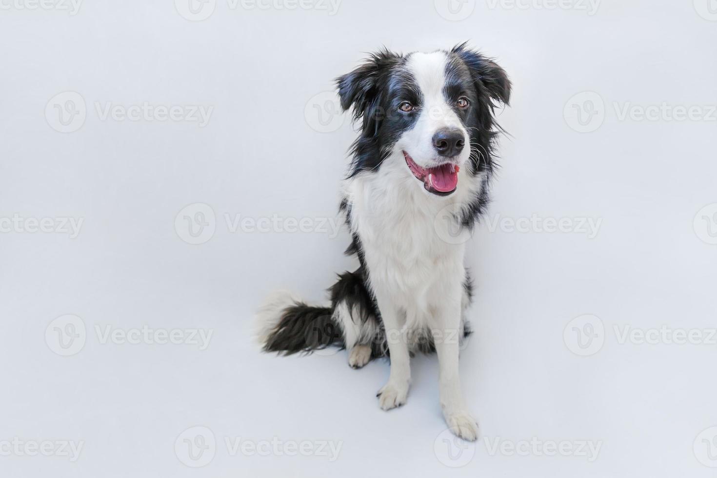 rolig studio porträtt av söta leende hundvalp border collie isolerad på vit bakgrund. ny härlig familjemedlem liten hund som tittar och väntar på belöning. husdjursvård och djurkoncept. foto