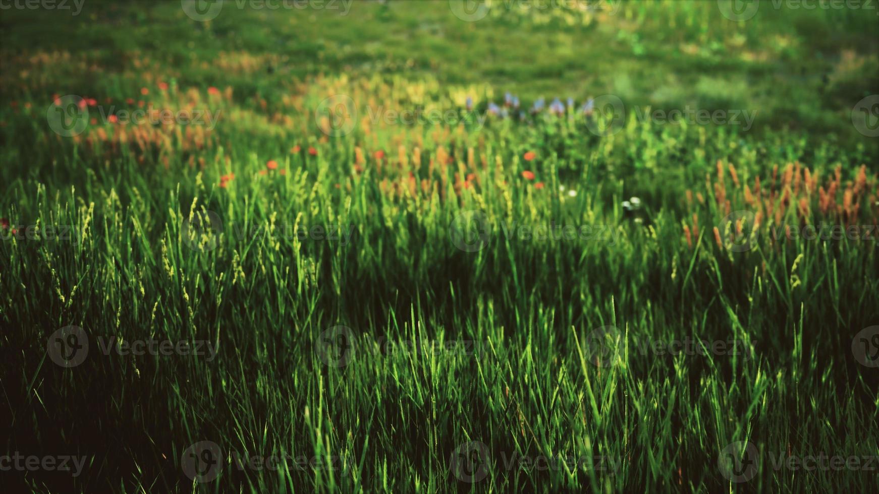 fält med grönt gräs och vilda blommor vid solnedgången foto