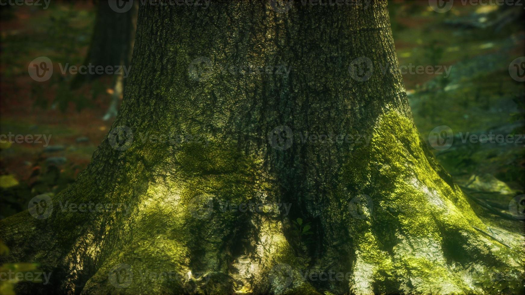 trädrötter och solsken i en grön skog med mossa foto
