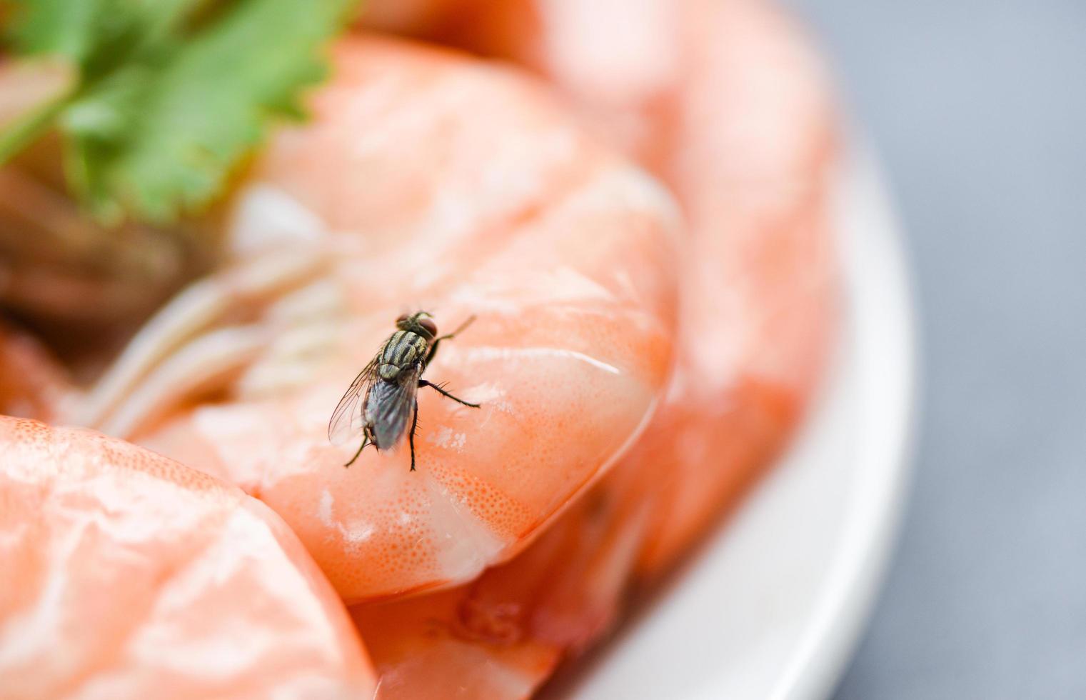 husflugor på räkor konceptet för smutsig matkontaminationshygien - fluga på mat foto