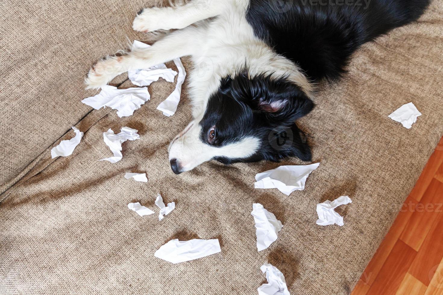 stygg lekfull hundvalp border collie efter bus bitande toalettpapper liggande på soffan hemma. skyldig hund och förstört vardagsrum. skada rörigt hem och valp med rolig skyldig look. foto