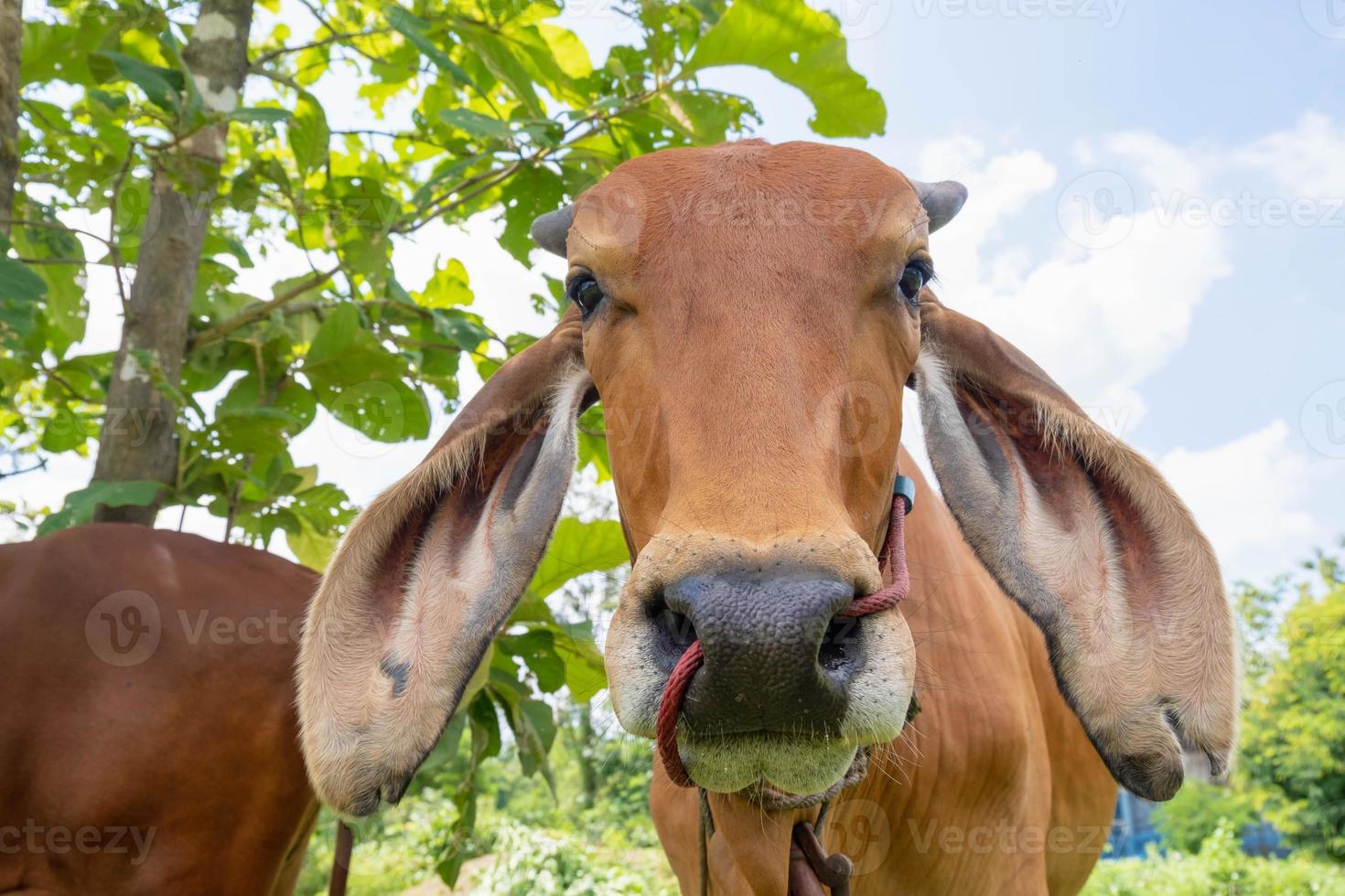 närbild av brun ko i fält foto