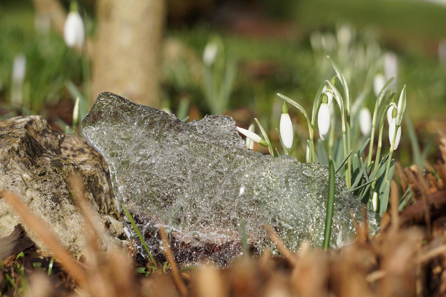 europeisk växt snödroppe och suddig genomskinlig isyta i trädgården. foto