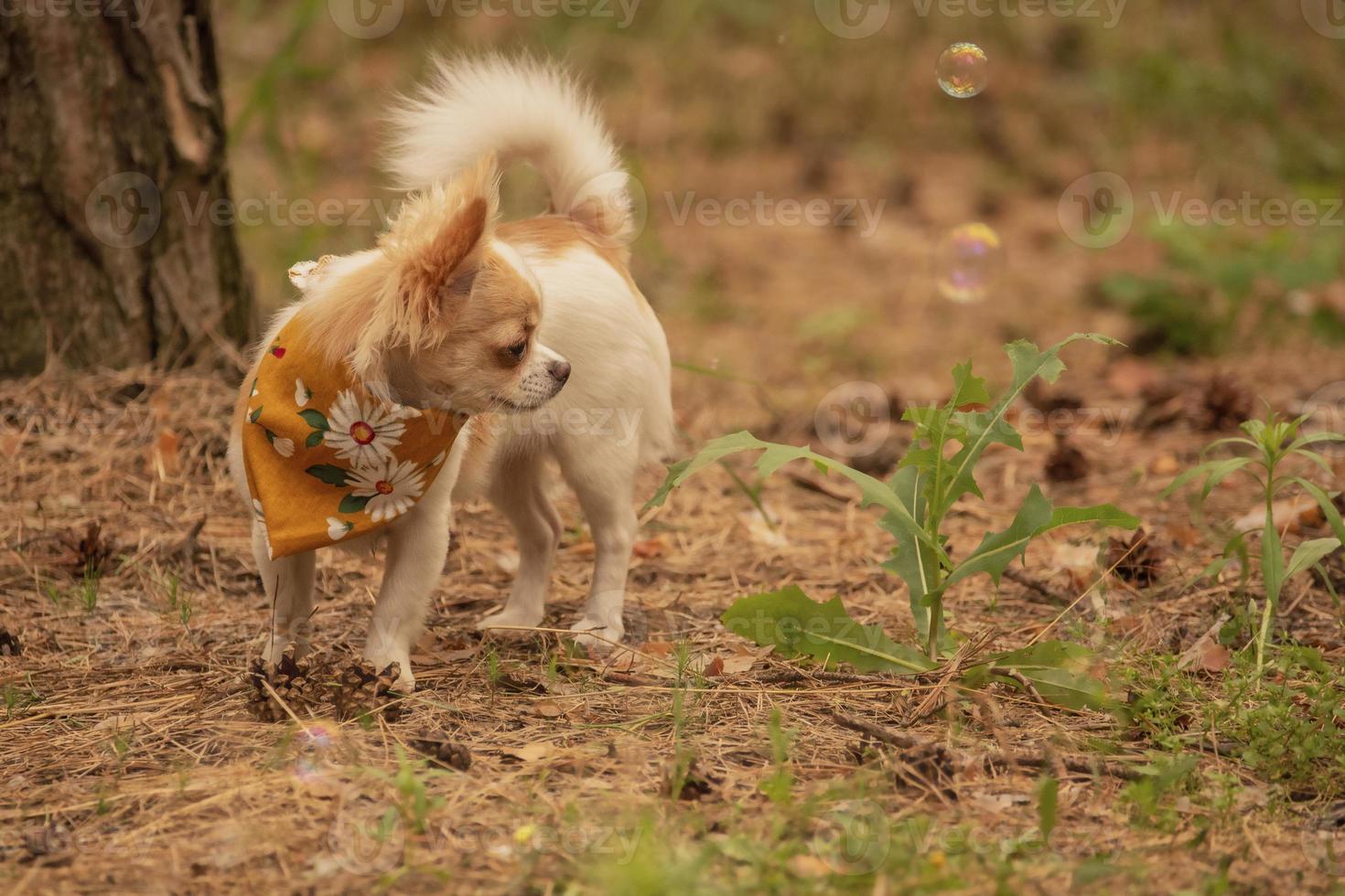 chihuahua hund i skogen. mini renrasig hund. djur, husdjur. foto