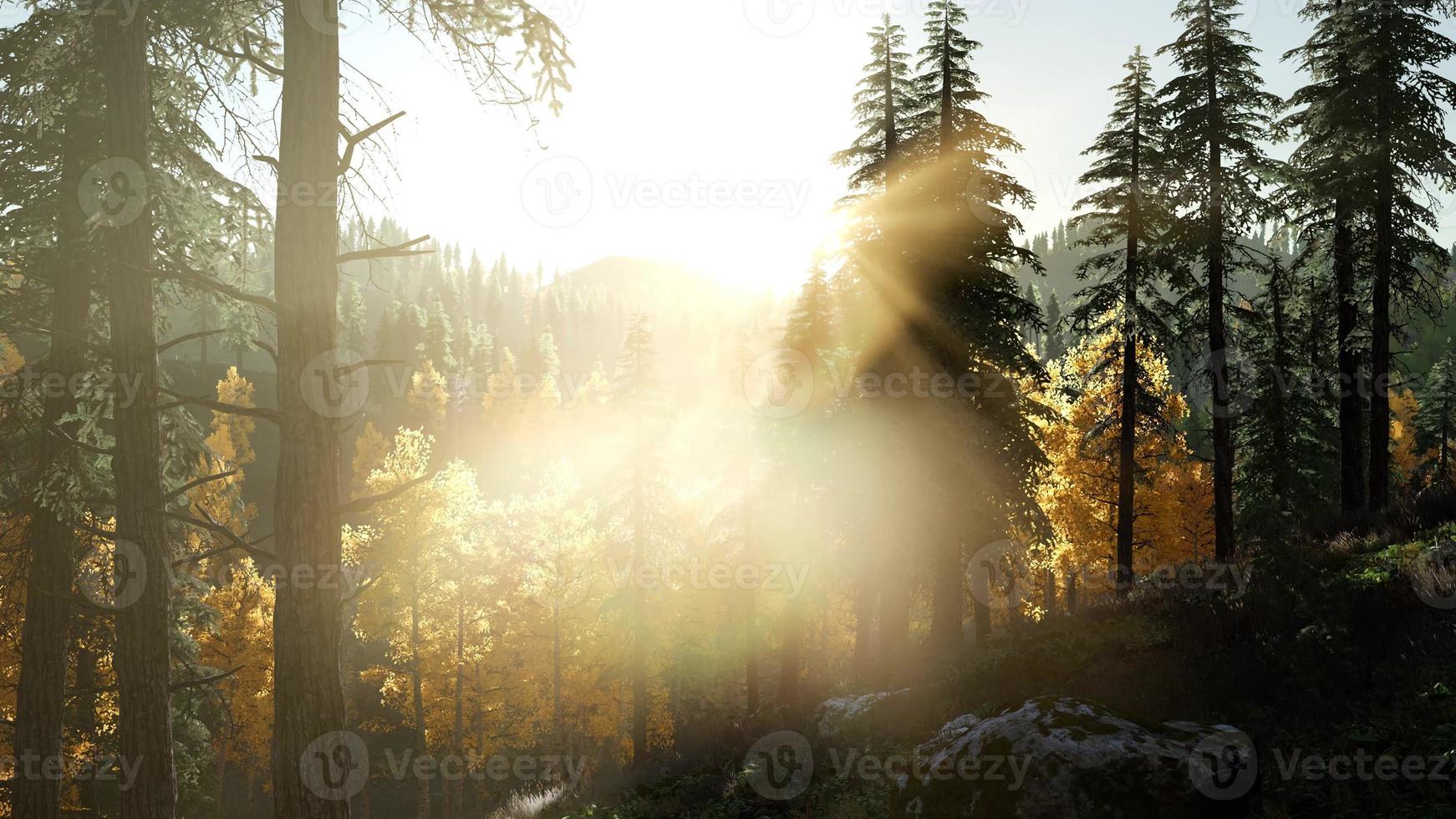 solen skiner genom tallar i bergsskogen foto