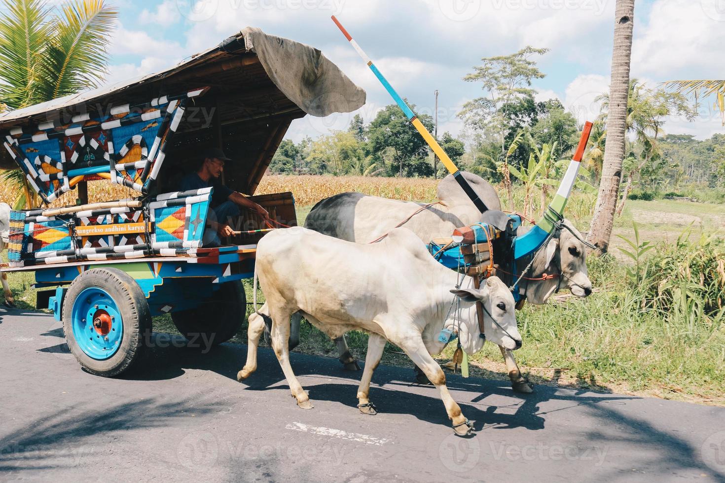 kovagn eller gerobak sapi med två vita oxar som drar trävagn med hö på vägen i Indonesien som deltar i gerobak sapi-festivalen. foto