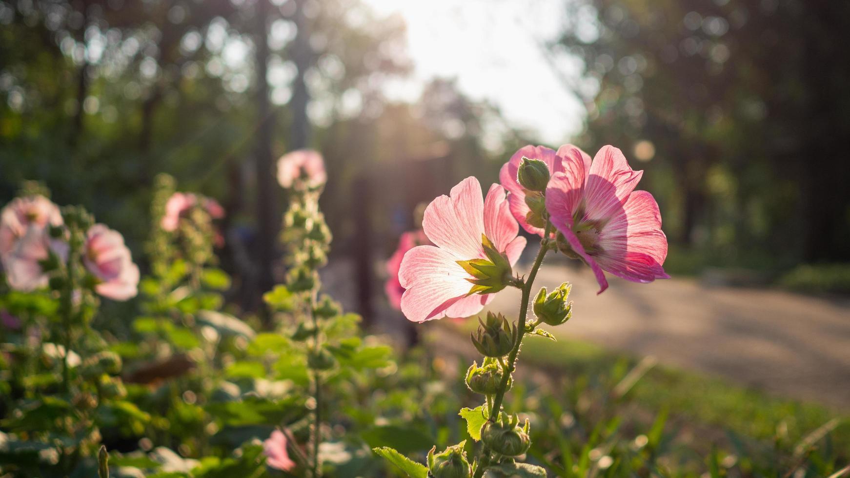 stockrosa växer i trädgården. solen skiner på blommorna på kvällen. foto