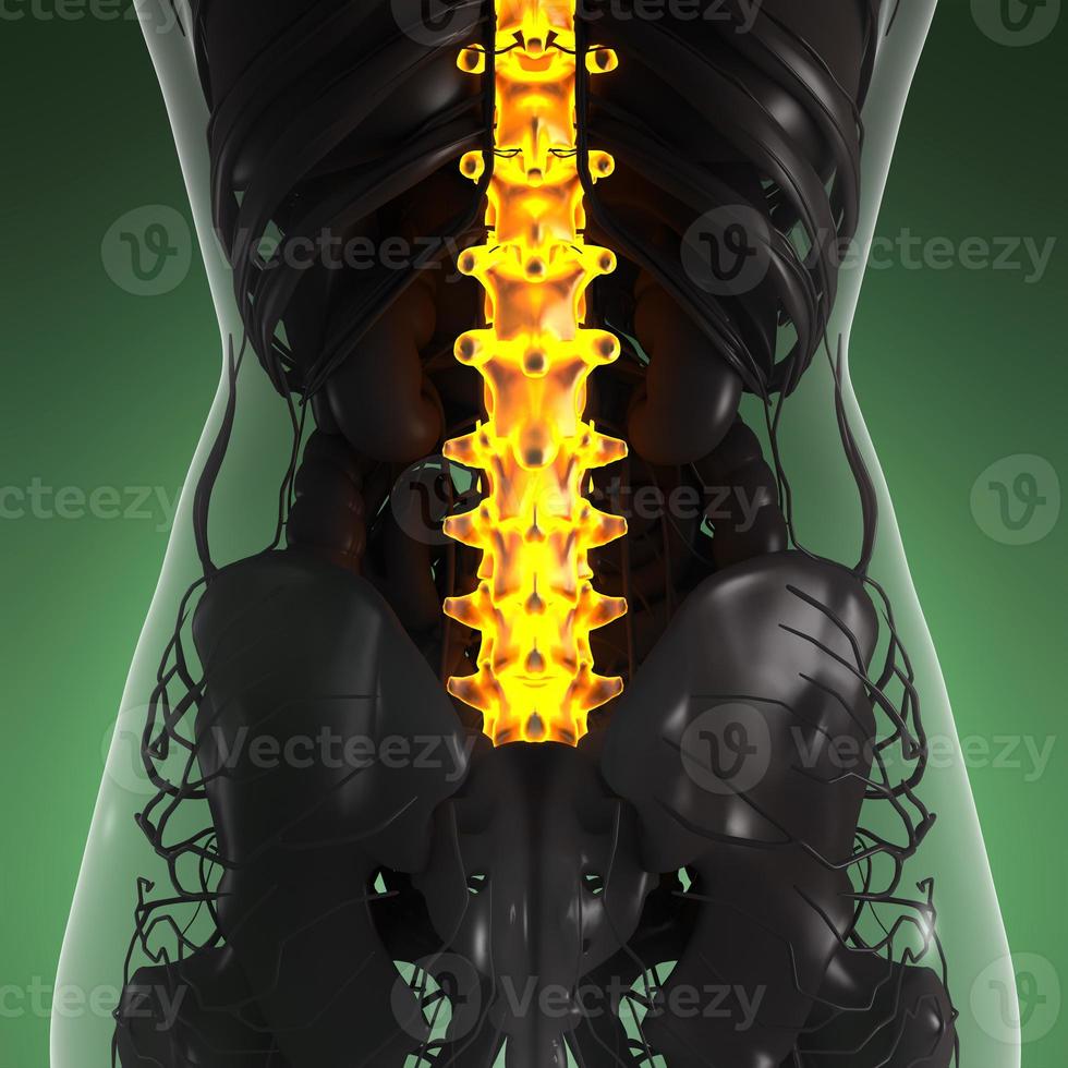 vetenskap anatomi av människokroppen i röntgen med glöd tillbaka ben foto