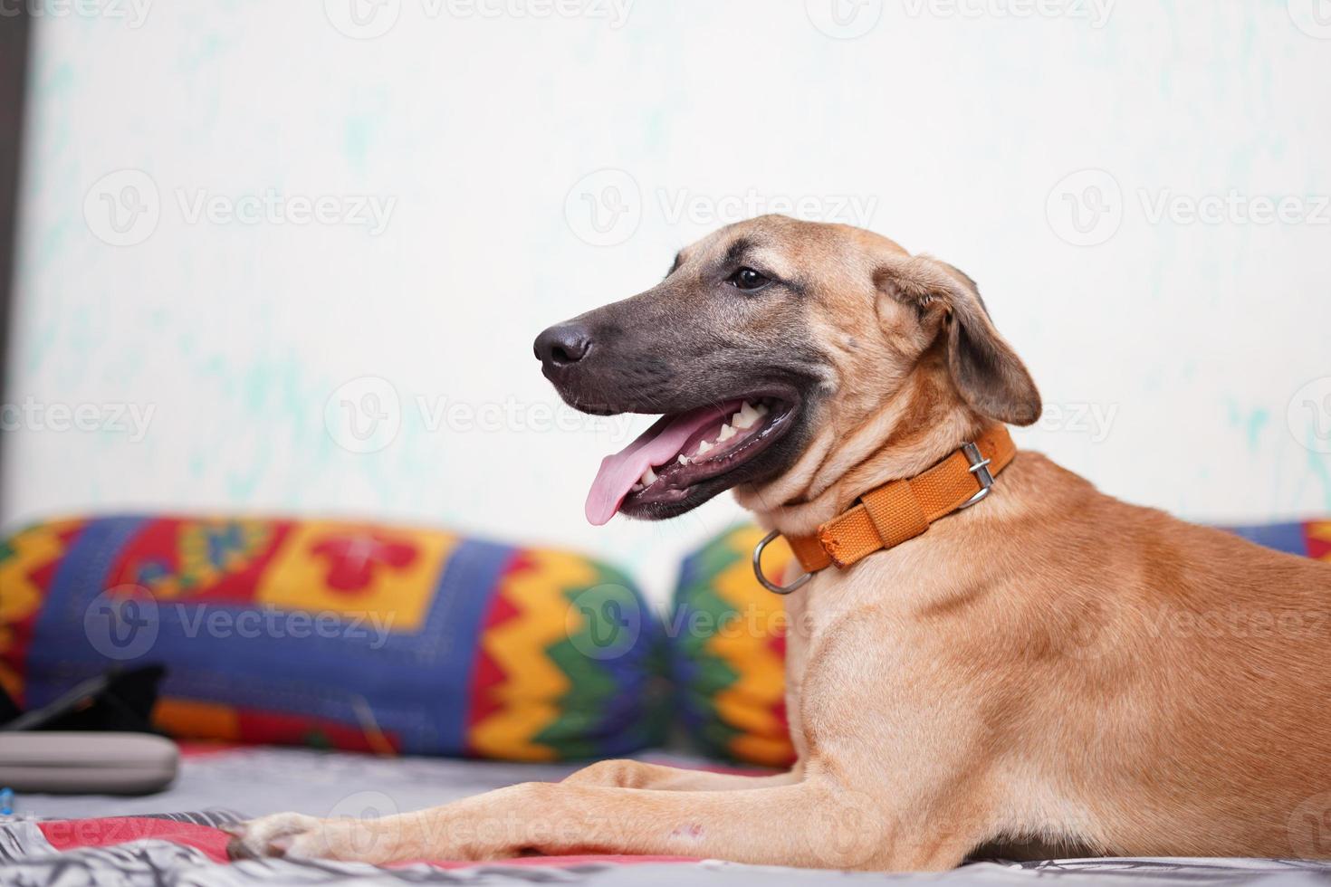 en glad hund som sitter på sängen med tungan ut foto