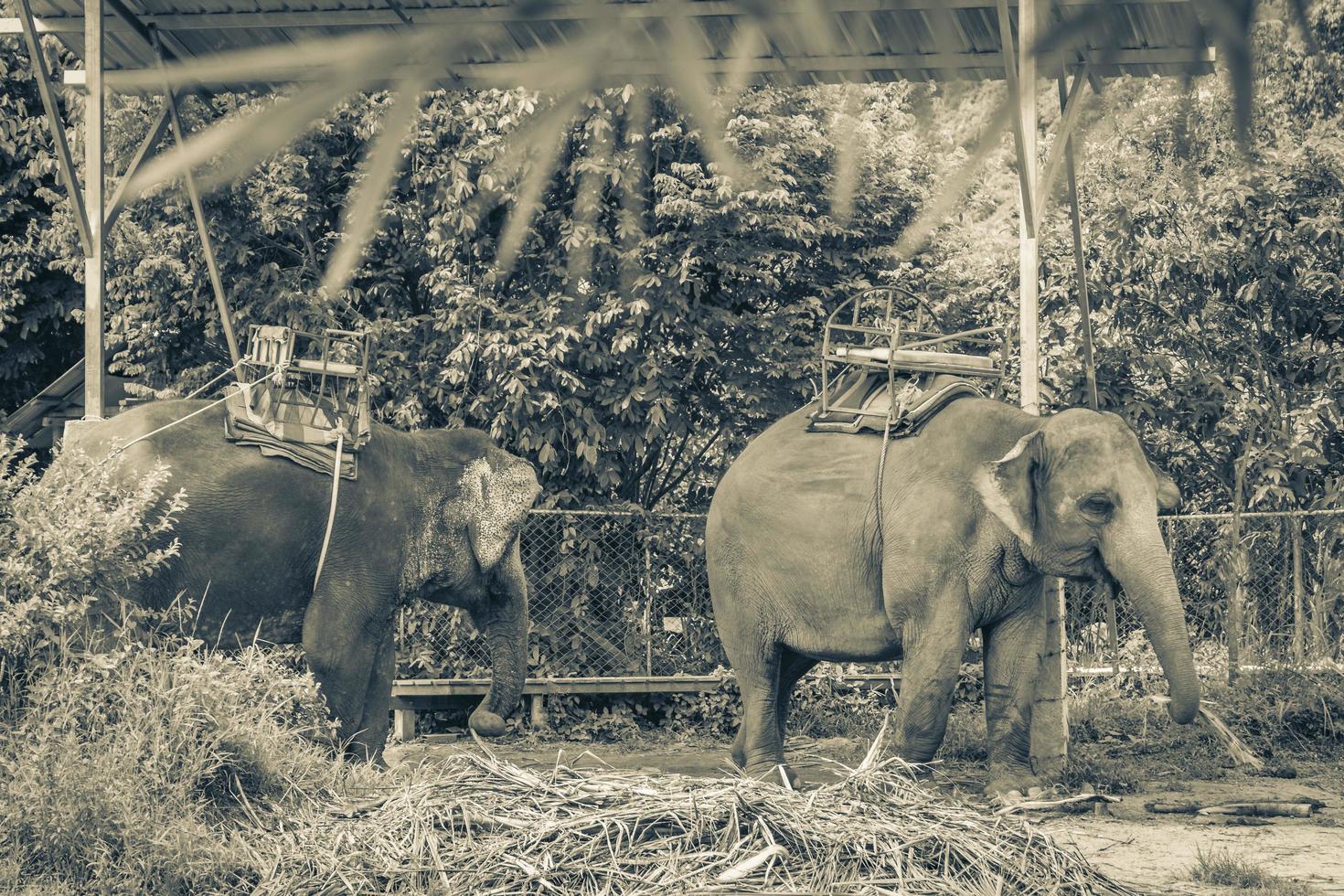 asiatiska elefanter för att rida tropisk regnskogspark koh samui thailand. foto
