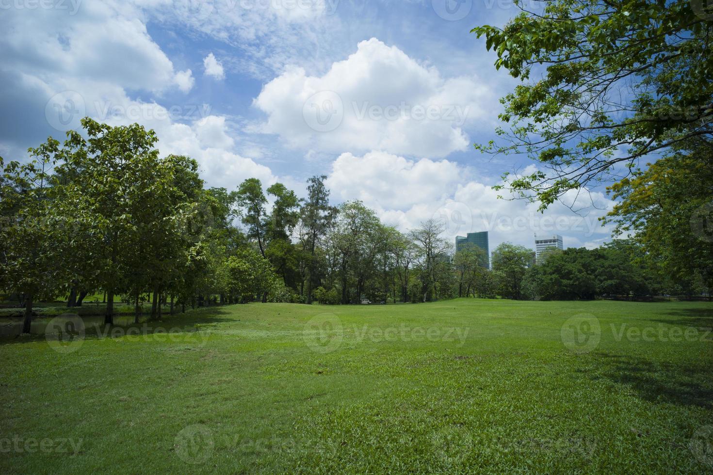 vackert grönt gräs i parken foto