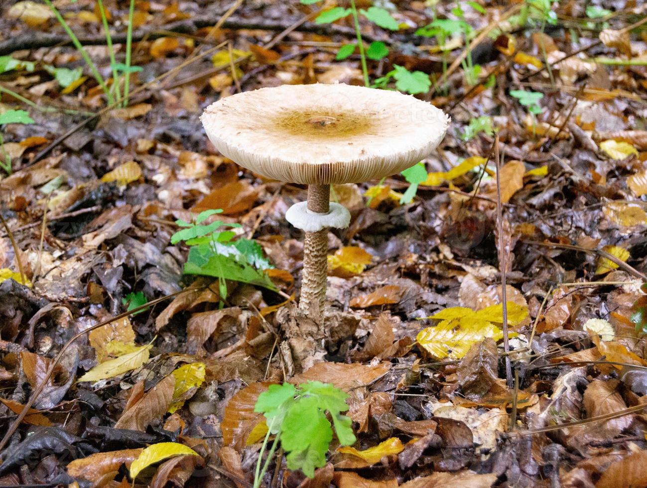 fotografi till tema stor vacker giftig svamp foto