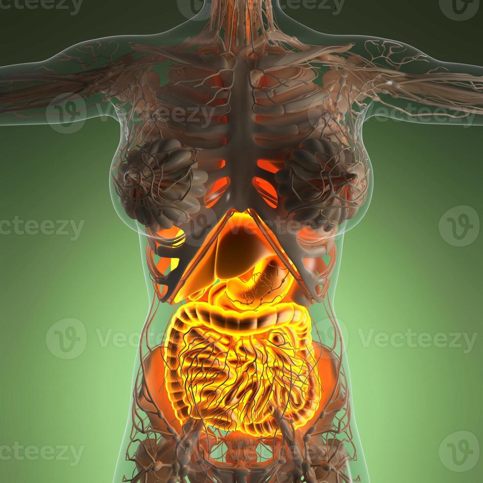vetenskap anatomi av kvinnans kropp med glöd matsmältningssystemet foto