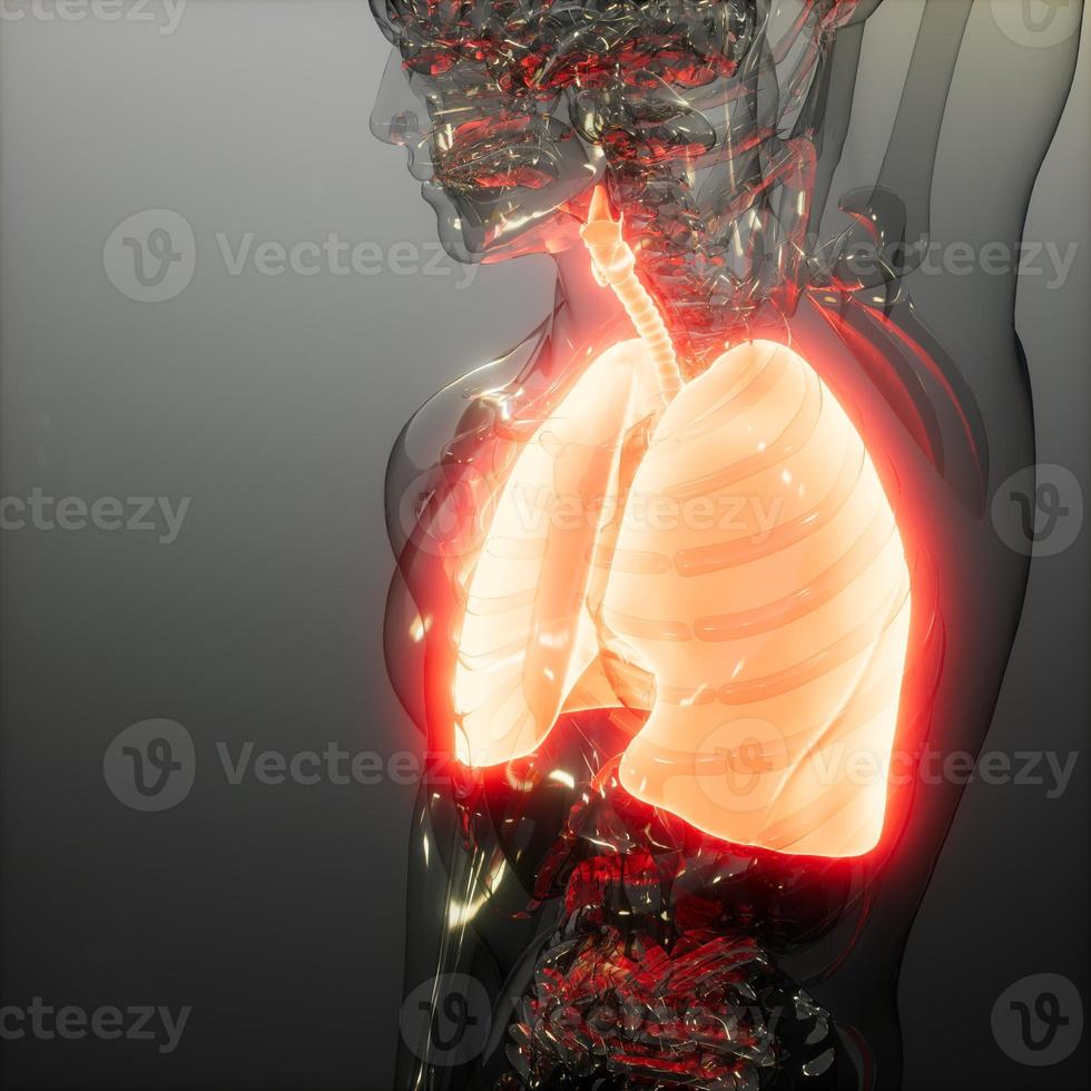 röntgenundersökning av mänskliga lungor foto