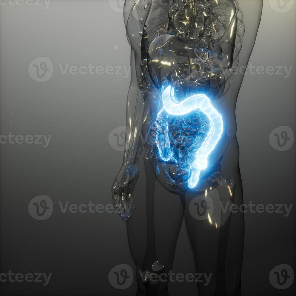 human kolon radiologi undersökning foto