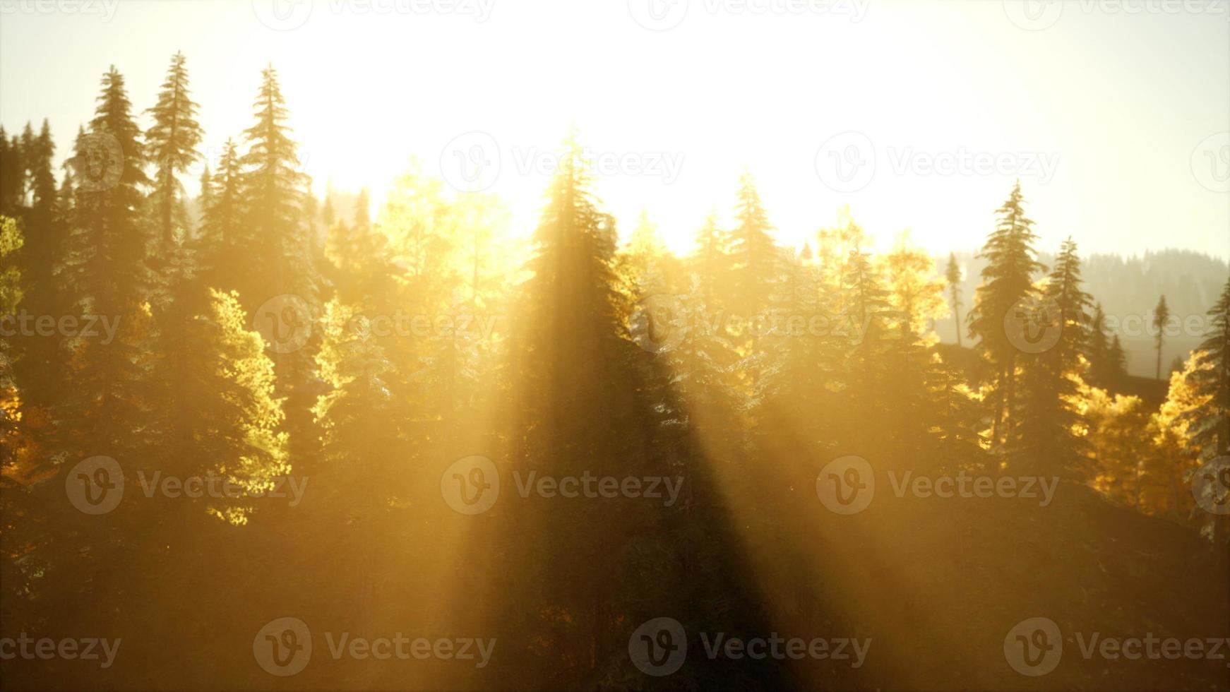 ljus solnedgång i bergen med skog foto