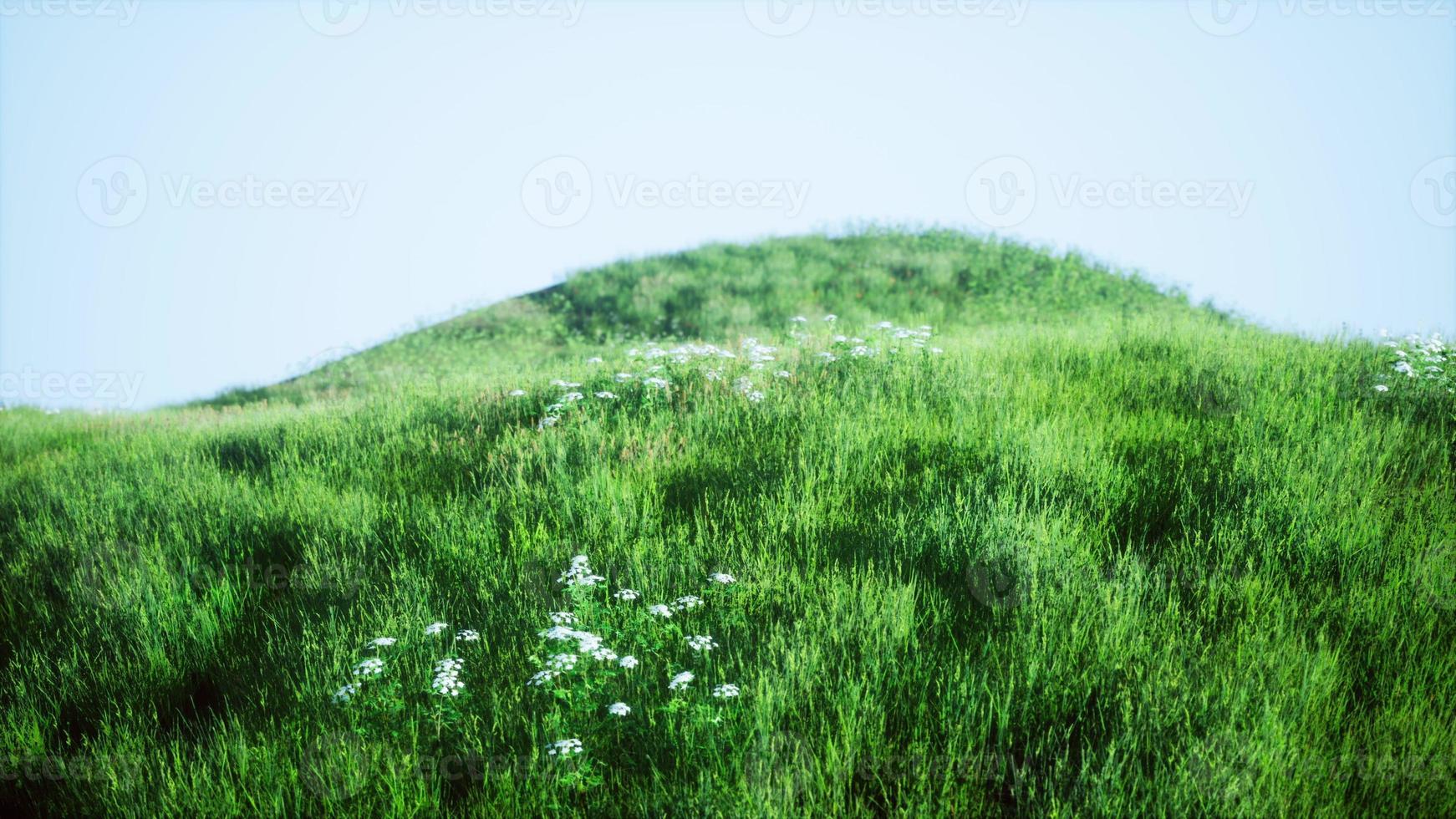 gröna kullar med färskt gräs och vilda blommor i början av sommaren foto