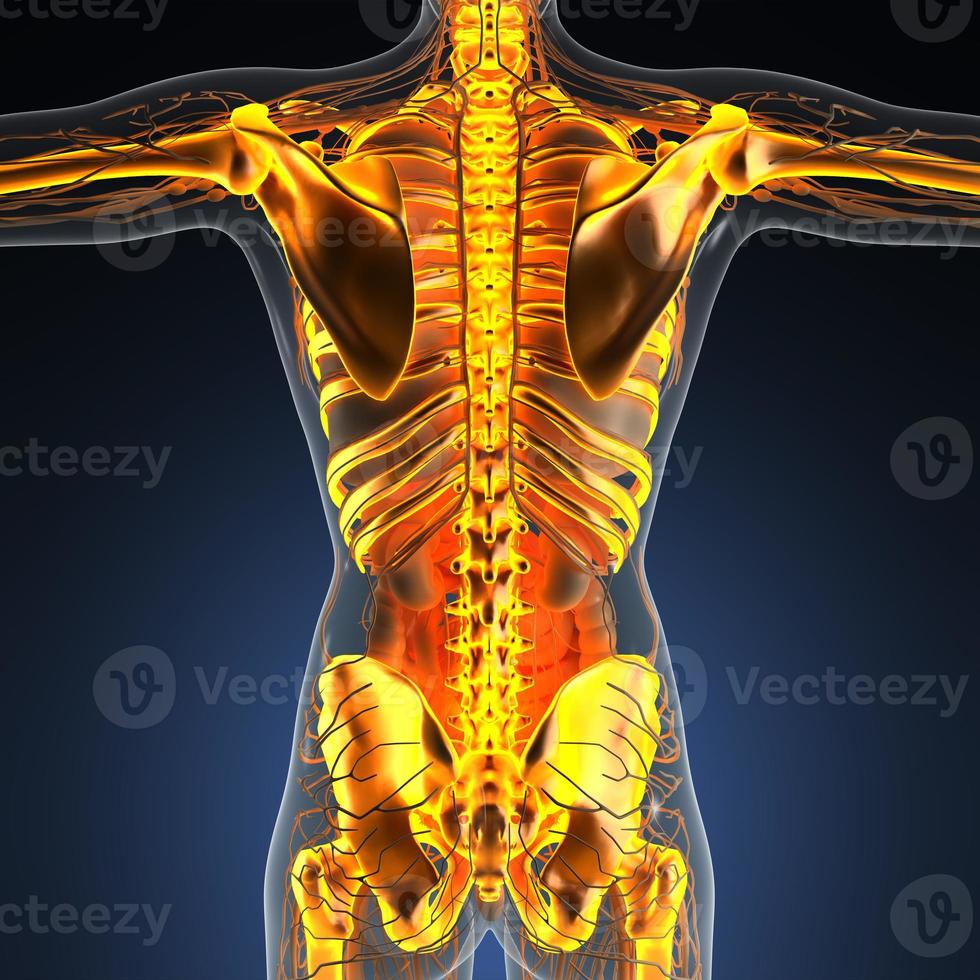 vetenskap anatomi av människokroppen i röntgen med glöd skelett ben foto