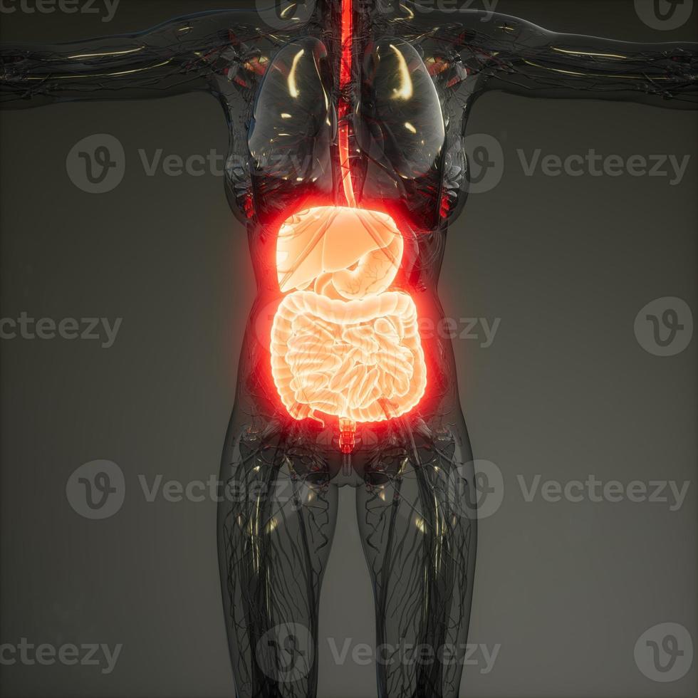 3D-illustration av mänskliga delar och funktioner i matsmältningssystemet foto