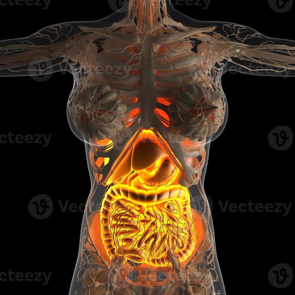 vetenskap anatomi av kvinnans kropp med glöd matsmältningssystemet foto