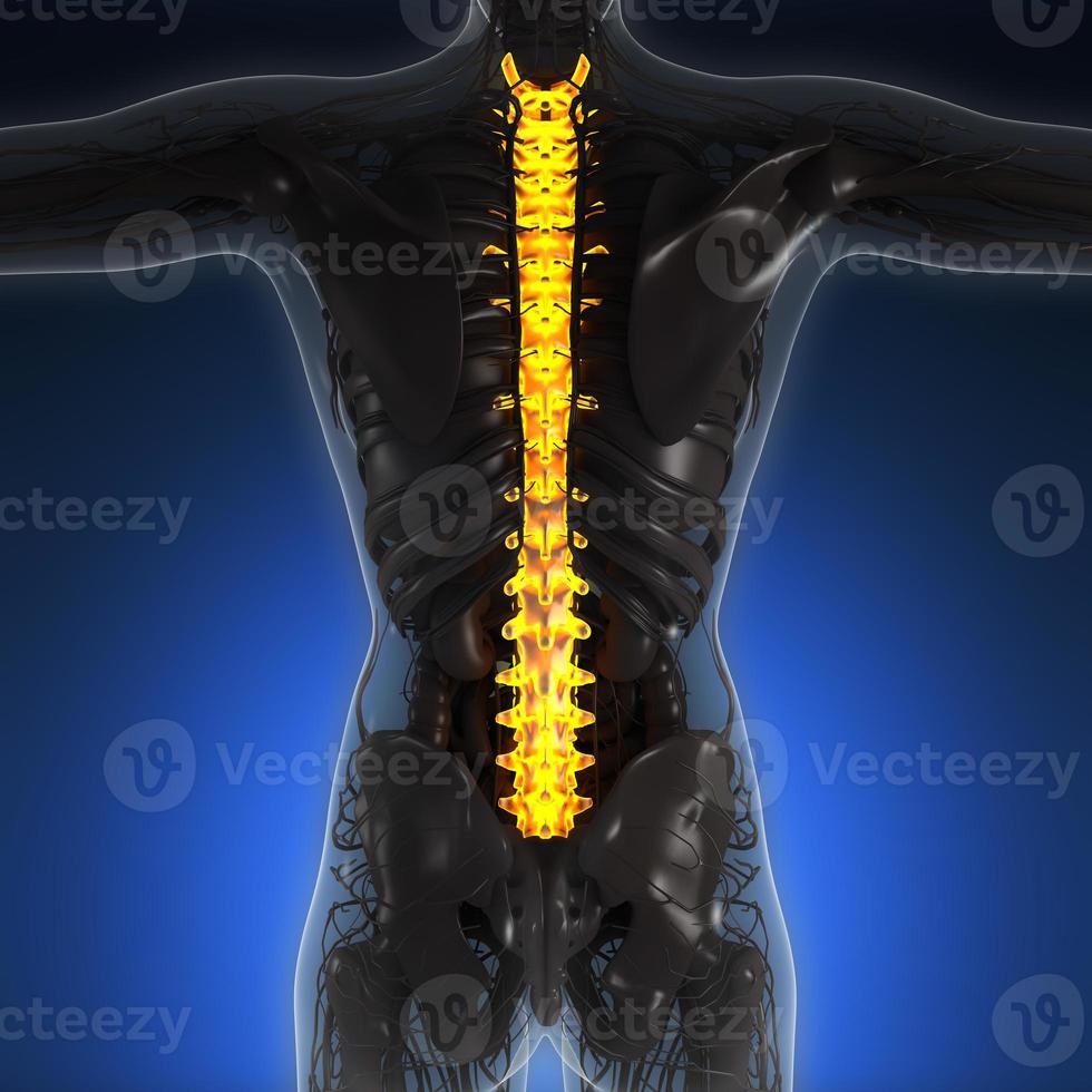 vetenskap anatomi av människokroppen i röntgen med glöd tillbaka ben foto