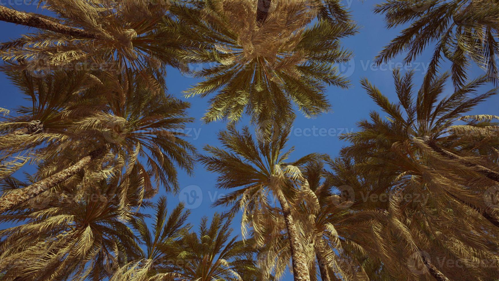 palmer på blå himmel bakgrund foto