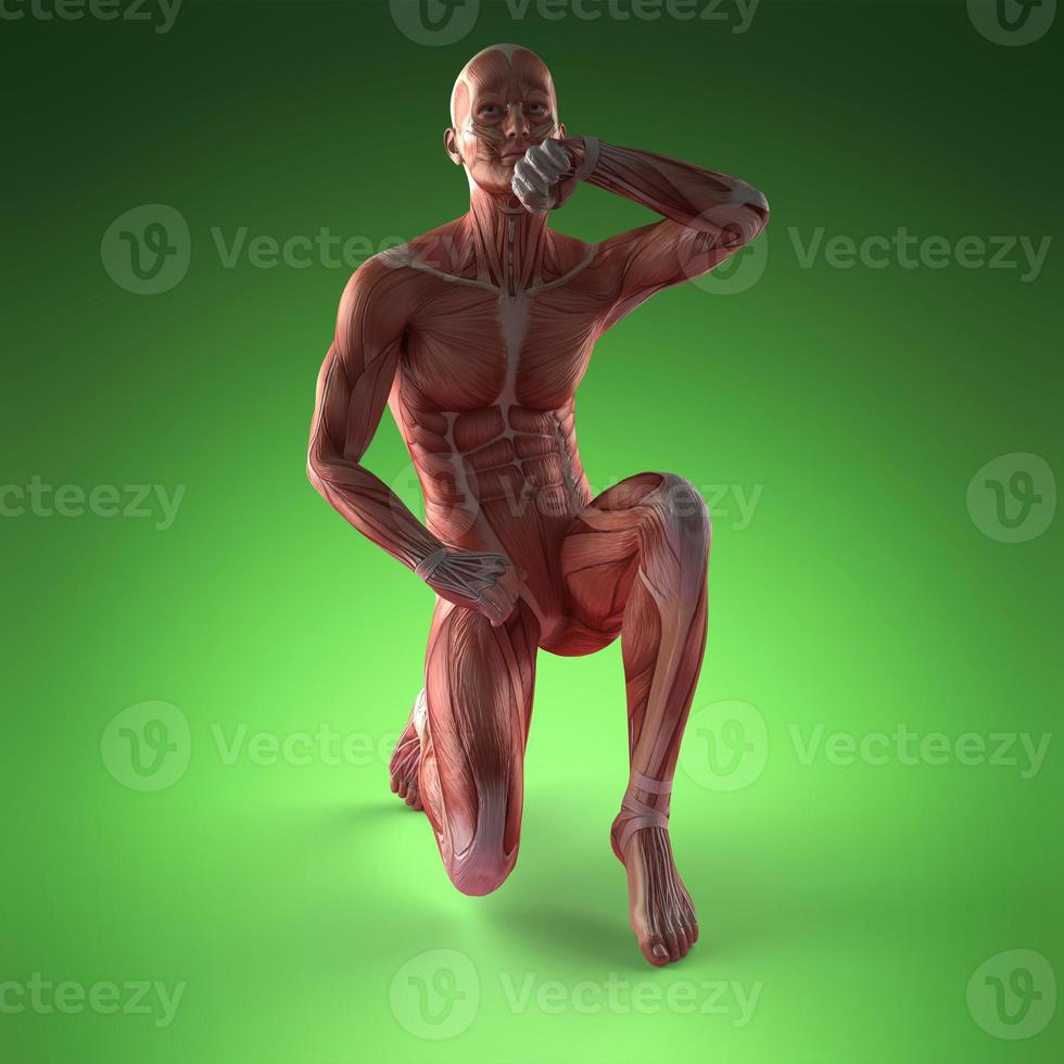 mänsklig muskelanatomi foto