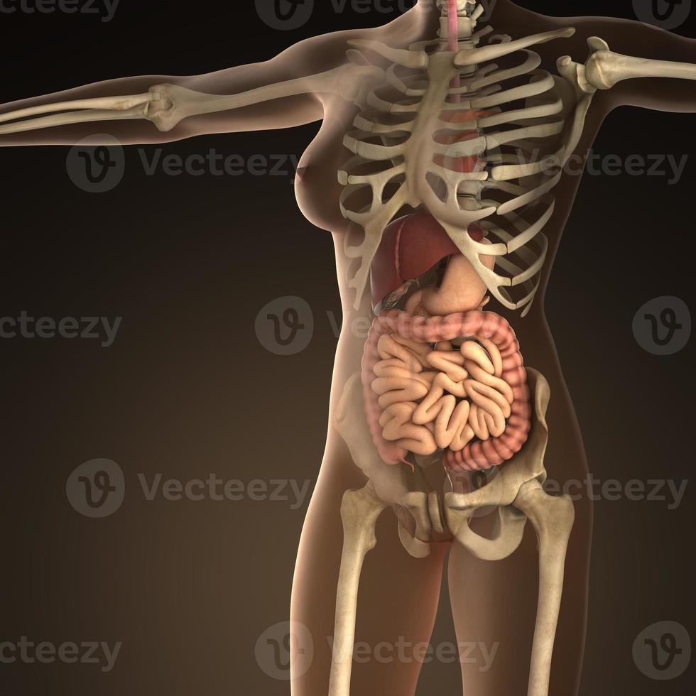 anatomi av mänskliga organ med ben i transparent kropp foto
