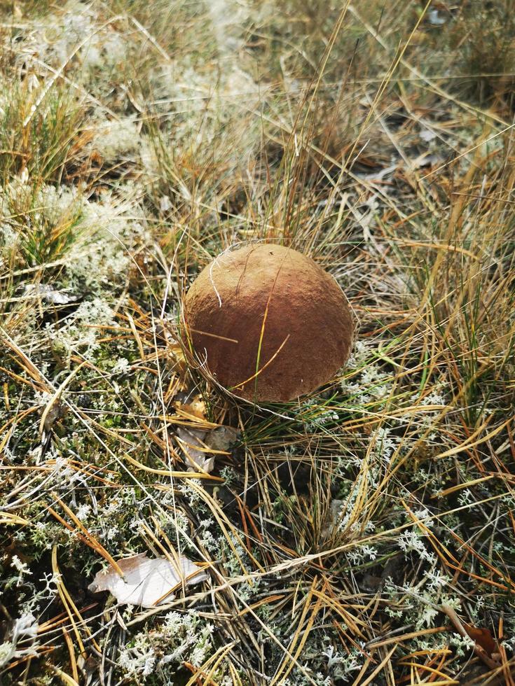 svamp i granskogen i mossan foto