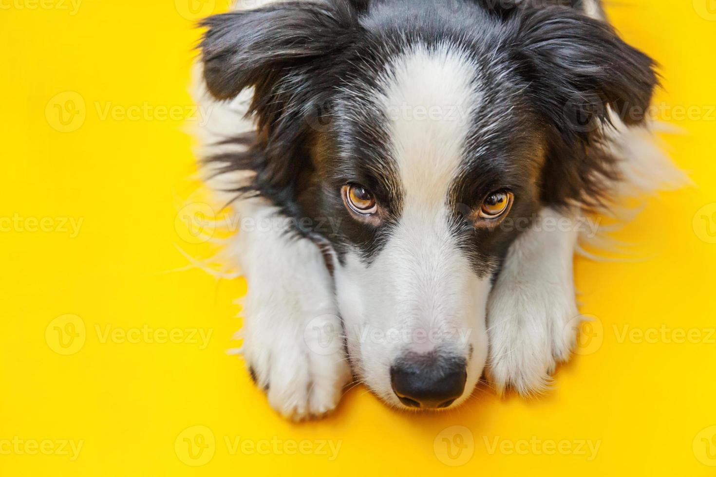 rolig studio porträtt av söta leende hundvalp border collie isolerad på gul bakgrund. ny härlig familjemedlem liten hund som tittar och väntar på belöning. husdjursvård och djurkoncept foto