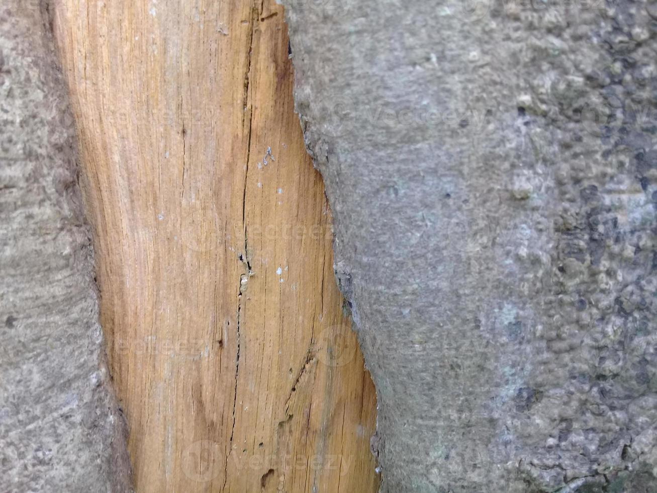 naturlig bakgrund med trädbark konsistens foto