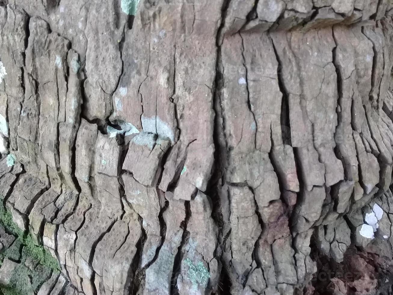 naturlig bakgrund med träd brak konsistens foto