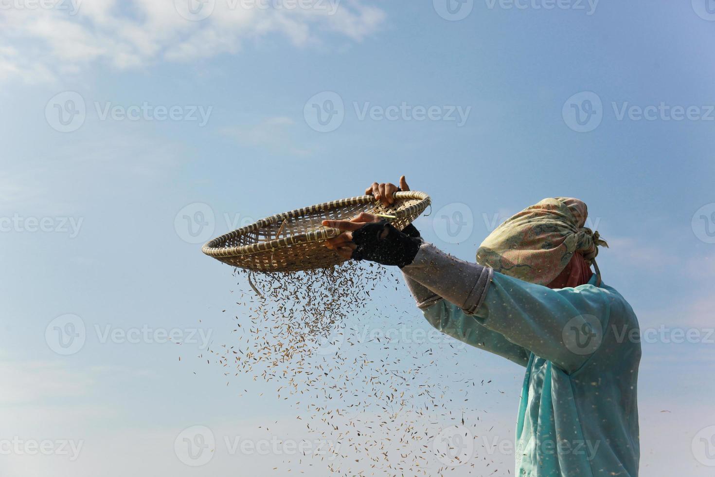 närbild av asiatisk kvinna bonde skördar ris på landsbygden. bonden siktar ris under skördeprocessen med blå himmel bakgrund foto