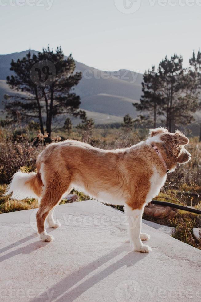 border collie hund som utforskar naturen foto