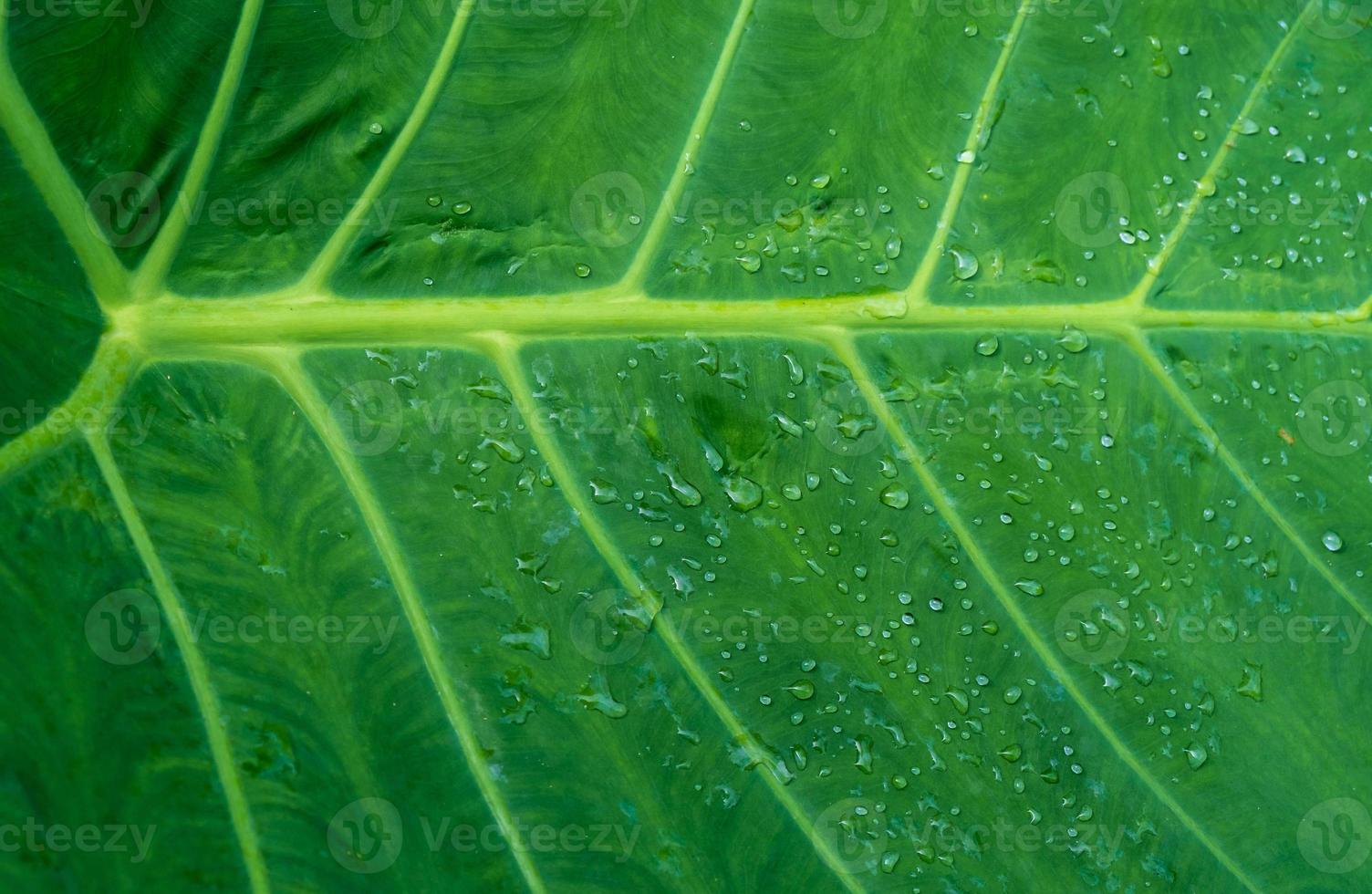 vattendroppe bakgrund på lotusblad foto