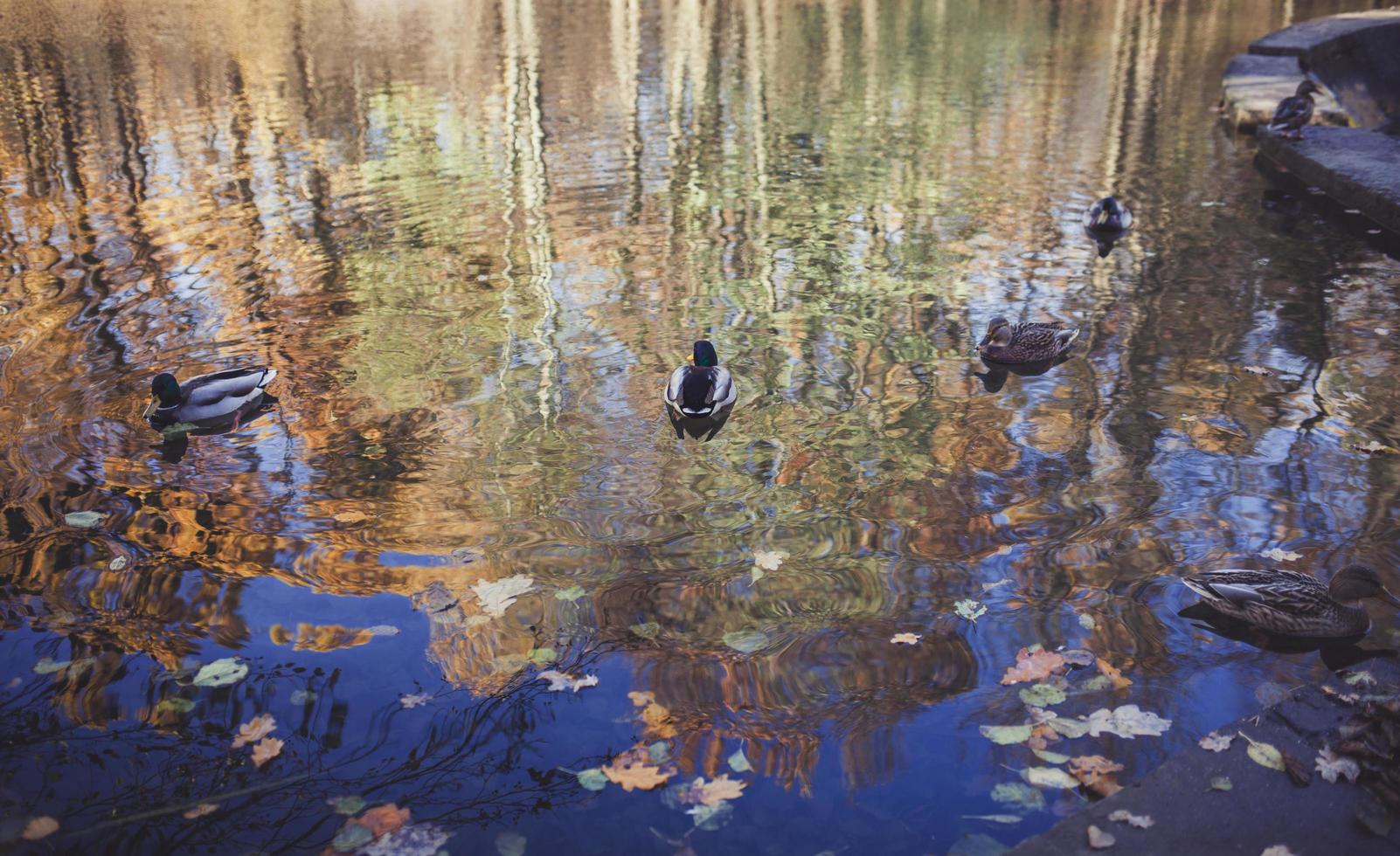 många ankor i sjön foto